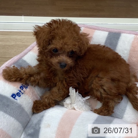 岐阜県のトイプードル(トイ) (ペットプラス 各務原店/2026年5月28日生まれ/男の子/レッド)の子犬の3枚目の画像