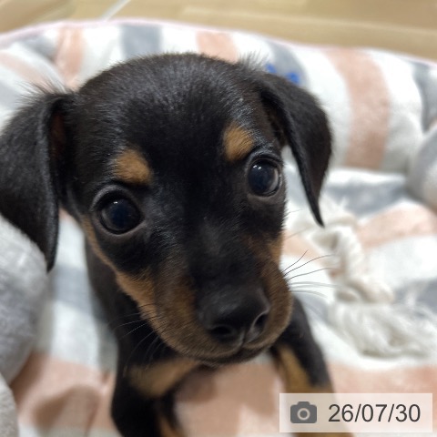 埼玉県のミニチュアピンシャー (ペットプラス ららぽーと富士見店/2026年5月28日生まれ/男の子/ブラックタン)の子犬の4枚目の画像