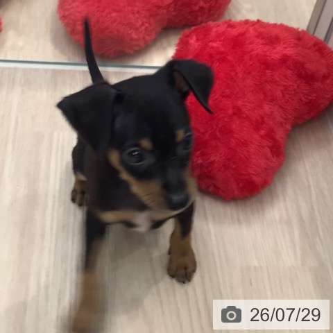 ミニチュア・ピンシャーの写真