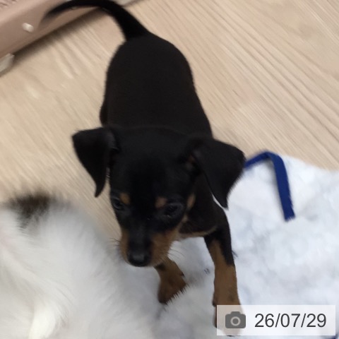 ミニチュア・ピンシャーの写真