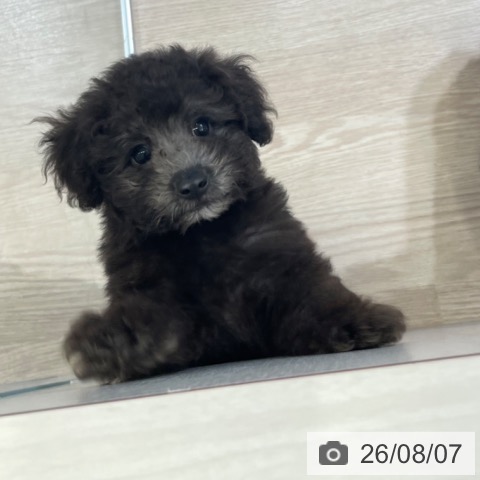 富山県のトイプードル(トイ) (ペットプラス 高岡店/2026年5月29日生まれ/男の子/シルバー)の子犬の4枚目の画像