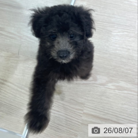 富山県のトイプードル(トイ) (ペットプラス 高岡店/2026年5月29日生まれ/男の子/シルバー)の子犬の3枚目の画像