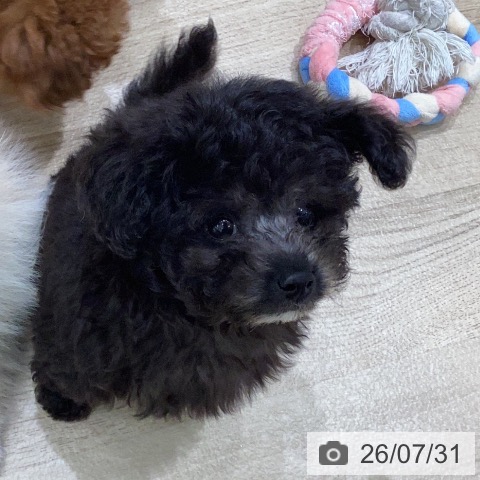 岐阜県のトイプードル(トイ) (ペットプラス 各務原店/2026年5月29日生まれ/男の子/シルバー)の子犬の4枚目の画像