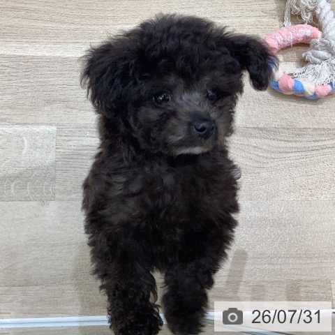 岐阜県のトイプードル(トイ) (ペットプラス 各務原店/2026年5月29日生まれ/男の子/シルバー)の子犬の3枚目の画像