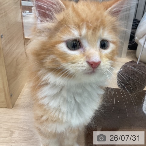 メインクーンの写真