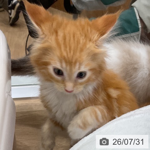 メインクーンの写真