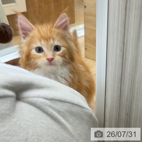 メインクーンの写真