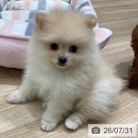 ポメラニアンの写真