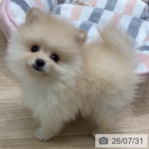 ポメラニアンの写真