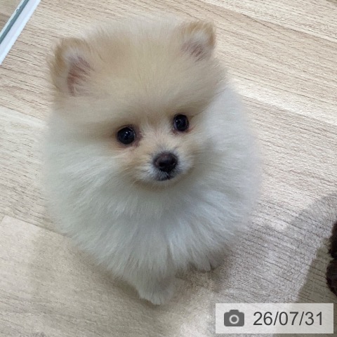 ポメラニアンの写真