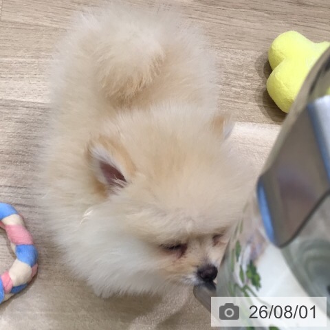 ポメラニアンの写真