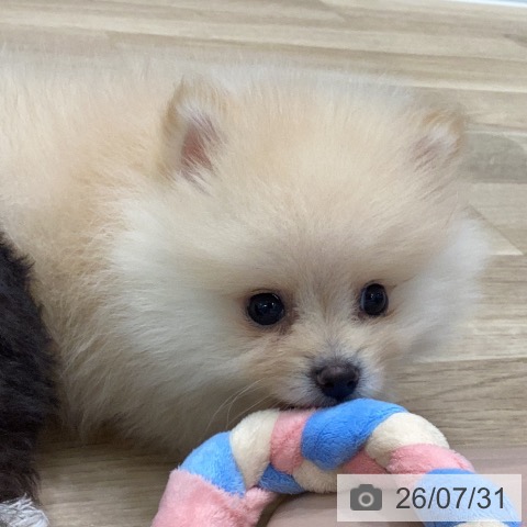 ポメラニアンの写真