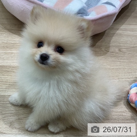 ポメラニアンの写真