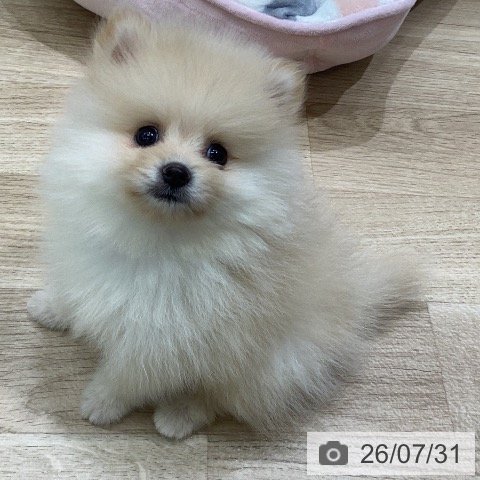 ポメラニアンの写真