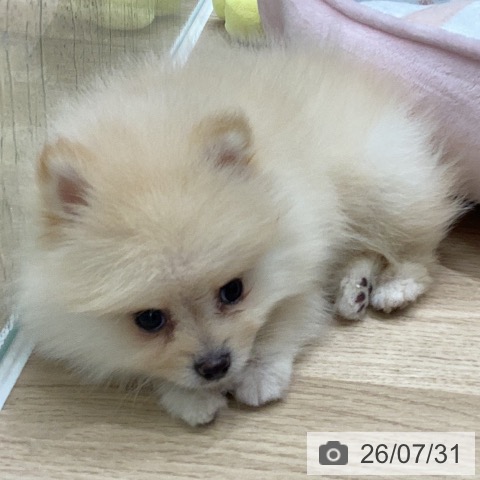 ポメラニアンの写真