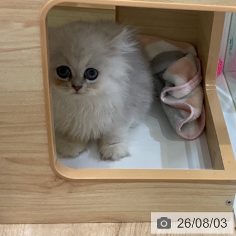 ペルシャの写真