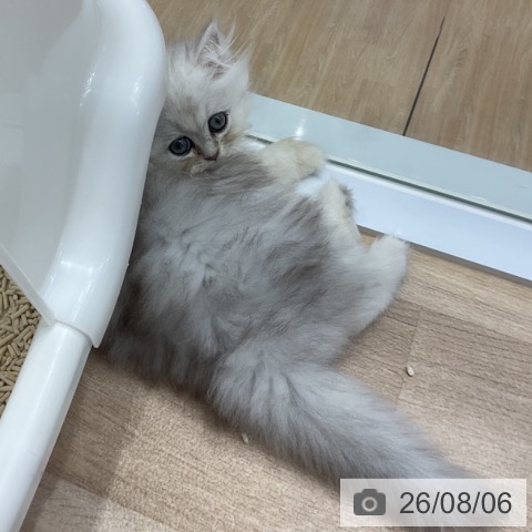 ペルシャの写真