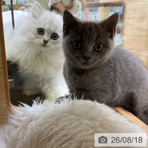 ペルシャの写真