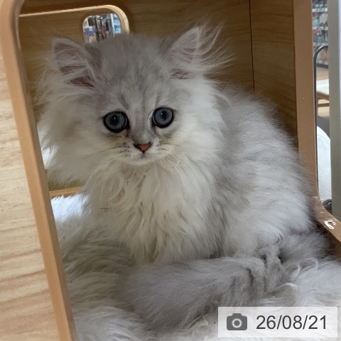 ペルシャの写真