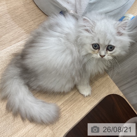 ペルシャの写真