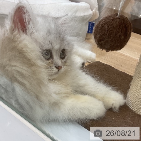 ペルシャの写真