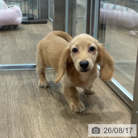 愛知県のミニチュアダックスフンド(ロング) (ペッツワン 東海店/2026年5月30日生まれ/男の子/ゴールド)の子犬の3枚目の画像