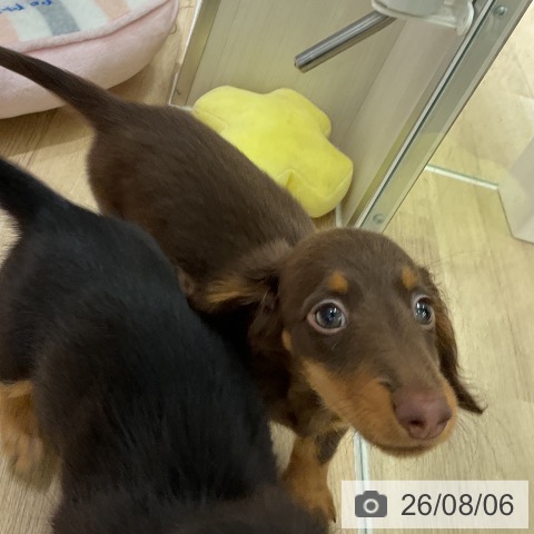 愛知県のミニチュアダックスフンド(ロング) (ペットプラス イオンモール豊川店/2026年5月30日生まれ/男の子/チョコレートタン)の子犬の4枚目の画像