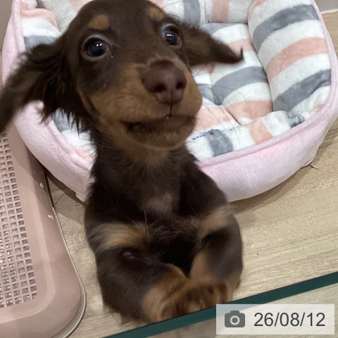 愛知県のミニチュアダックスフンド(ロング) (ペットプラス 東浦店/2026年5月30日生まれ/男の子/チョコレートタン)の子犬の4枚目の画像