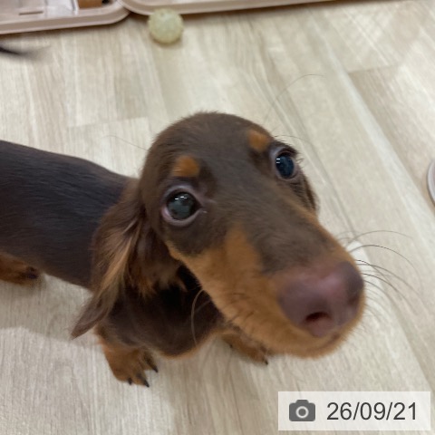 ミニチュア・ダックスフンドの写真