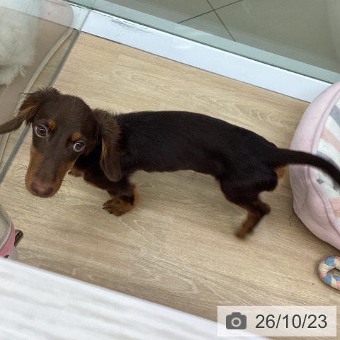 三重県のミニチュアダックスフンド(ロング) (ペットプラス 四日市泊店/2026年5月30日生まれ/男の子/チョコレートタン)の子犬の3枚目の画像