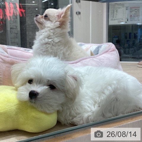 石川県のマルチーズ (ペットプラス かほく店/2026年5月30日生まれ/男の子/ホワイト)の子犬の4枚目の画像