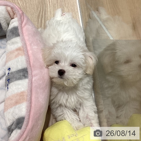石川県のマルチーズ (ペットプラス かほく店/2026年5月30日生まれ/男の子/ホワイト)の子犬の3枚目の画像