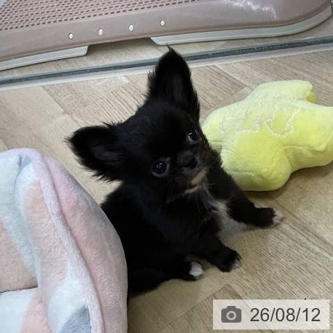 愛知県のチワワ(ロング) (ペットプラス 豊橋牧野店/2026年5月30日生まれ/男の子/ブラックホワイト)の子犬の3枚目の画像