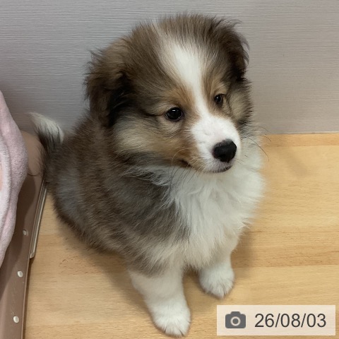 シェットランド・シープドッグの写真