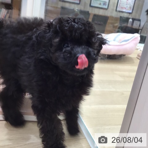 岐阜県のトイプードル(トイ) (ペットプラス 各務原店/2026年5月30日生まれ/男の子/ブラック)の子犬の4枚目の画像