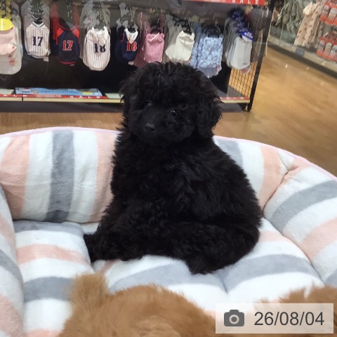 岐阜県のトイプードル(トイ) (ペットプラス 各務原店/2026年5月30日生まれ/男の子/ブラック)の子犬の3枚目の画像