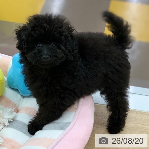 岐阜県のトイプードル(トイ) (ペットプラス 光ケ丘店/2026年5月30日生まれ/男の子/ブラック)の子犬の3枚目の画像