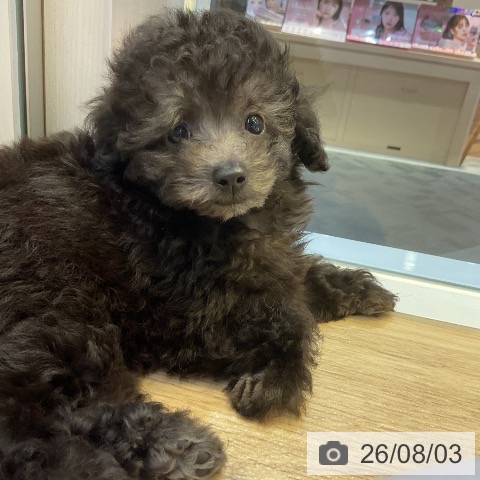 愛知県のトイプードル(トイ) (ペットプラス 岡崎店/2026年5月30日生まれ/女の子/シルバー)の子犬の4枚目の画像