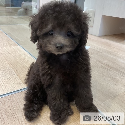 愛知県のトイプードル(トイ) (ペットプラス 岡崎店/2026年5月30日生まれ/女の子/シルバー)の子犬の3枚目の画像