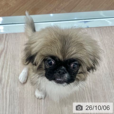石川県のペキニーズ (ペットプラス かほく店/2026年5月30日生まれ/女の子/フォーンホワイト)の子犬の3枚目の画像
