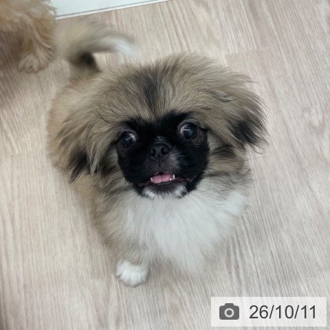 石川県のペキニーズ (ペットプラス かほく店/2026年5月30日生まれ/女の子/フォーンホワイト)の子犬の4枚目の画像