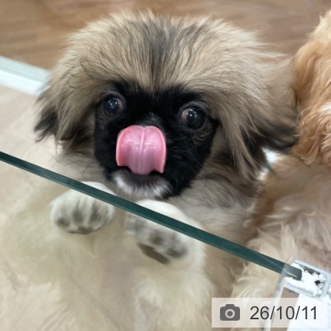 石川県のペキニーズ (ペットプラス かほく店/2026年5月30日生まれ/女の子/フォーンホワイト)の子犬の3枚目の画像