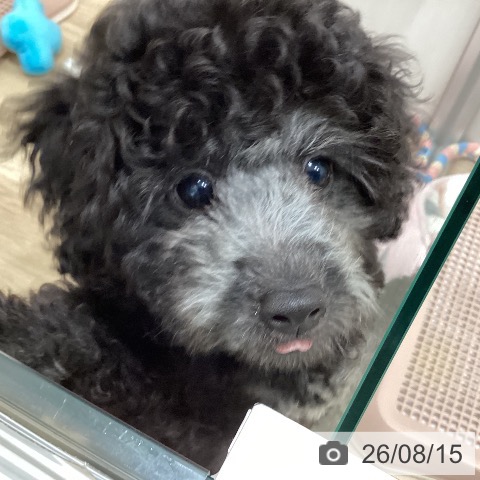 愛知県のトイプードル(トイ) (ペットプラス 東浦店/2026年5月31日生まれ/男の子/シルバー)の子犬の4枚目の画像