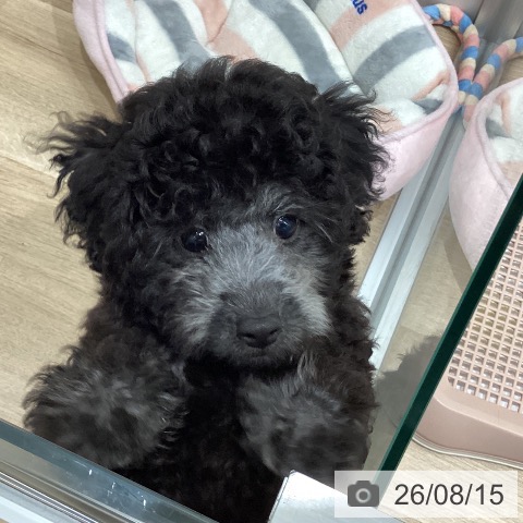 愛知県のトイプードル(トイ) (ペットプラス 東浦店/2026年5月31日生まれ/男の子/シルバー)の子犬の3枚目の画像