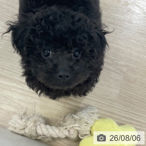 富山県のトイプードル(トイ) (ペットプラス 高岡店/2026年5月31日生まれ/女の子/ブラック)の子犬の4枚目の画像