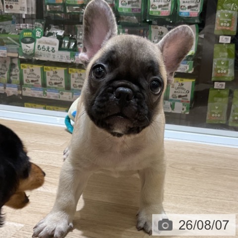愛知県のフレンチブルドッグ (ペットプラス イオンモール豊川店/2026年5月30日生まれ/男の子/フォーン)の子犬の3枚目の画像