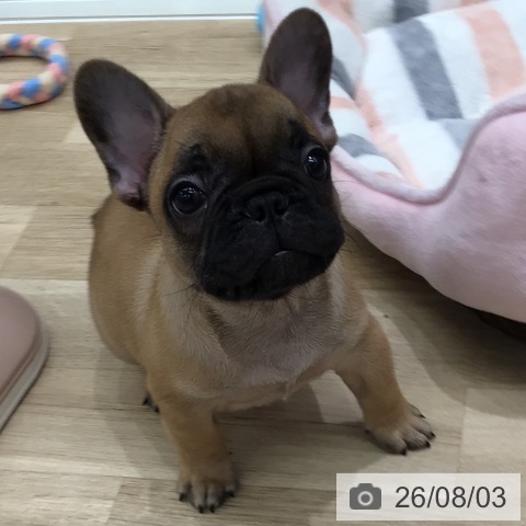 岐阜県のフレンチブルドッグ (ペットプラス 各務原店/2026年5月30日生まれ/男の子/フォーン)の子犬の4枚目の画像