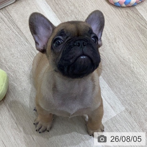 岐阜県のフレンチブルドッグ (ペットプラス 各務原店/2026年5月30日生まれ/男の子/フォーン)の子犬の3枚目の画像