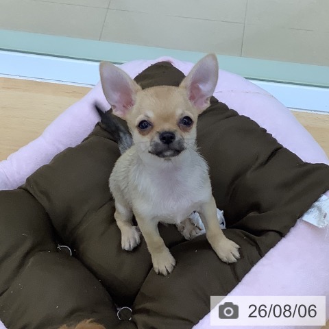 愛知県のチワワ(ロング) (ペットプラス 三好店/2026年6月1日生まれ/男の子/フォーン)の子犬の3枚目の画像