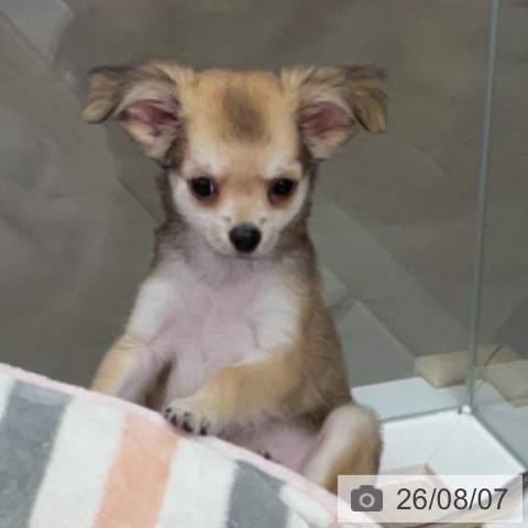 福井県のチワワ(ロング) (ペットプラス 福井店/2026年6月2日生まれ/男の子/フォーンホワイト)の子犬の4枚目の画像